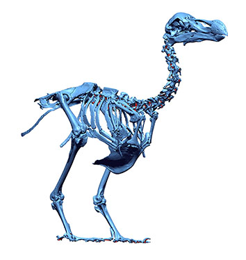 Dodo Science: the real facts and latest research about the dodo